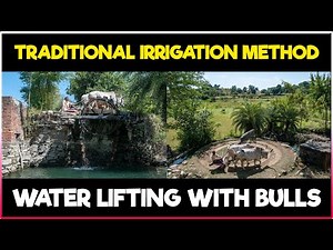 Traditional Irrigation Method | Water Lifting with Bulls | Ancient Indian Irrigation System