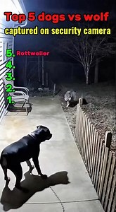 Wolf Breaks Into Backyard To Eat Kittens, But Mother Cat And Strike Back #animals