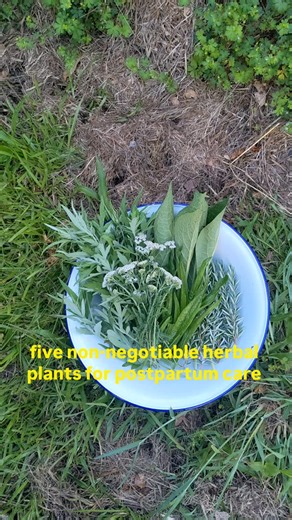 5 non-negotiable herbs for postpartum care! These are plants that have been walking with birthing people for generations—because they work. 1. Mugwort (Artemisia vulgaris) The postpartum nervous system herb. Mugwort supports uterine tone, circulation, and energetic settling after birth. Traditionally used in steaming and teas, it helps the body close after the profound opening of birth. Rich in bitter compounds that stimulate digestion and blood flow ~this is a herb for deep, restorative recalib