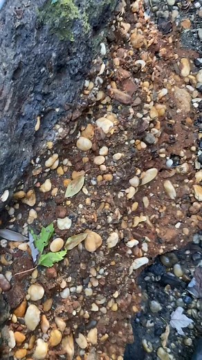 13K views · 65 reactions | I found a fossil! #fossil #fossils #rock #rocks #mineral #hiking #science #Mosasaurus #creek #ammonite #dinosaur #sharktooth #geology #ancient #artifact #old #nature #sharks #paleontology #fossilhunting #fossilcollecting #fossilcollection #seaglass #shell #beachcombing #agate #earth #explore #sharkteeth | Onelastsift | Facebook