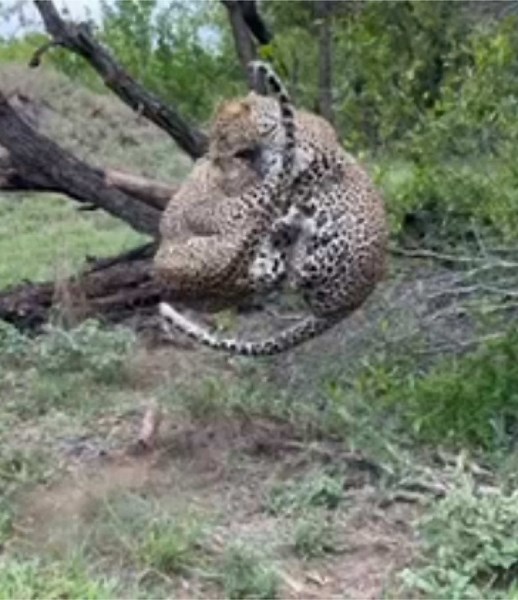 Leopards Fighting in Sabi Sands: A Rare Encounter