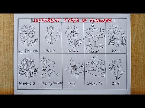 Different types of Flowers drawing easy| How to draw 10 different types Flower| Flower Chart drawing