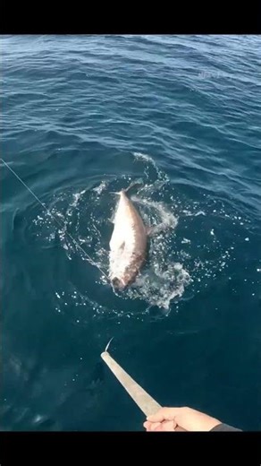 台灣船拋紅甘(序) giant amberjacks #赫馬士 #船拋 #路亞 #topwater #amberjack #carpenter #間八 #鰤 #紅甘