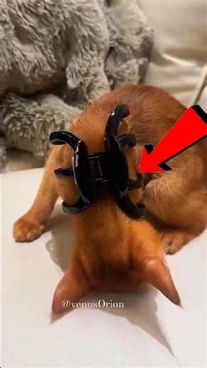 This Is Why Cats Freeze When You Clip Their Neck 😲🐱