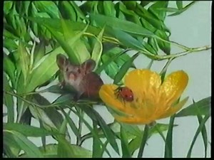 See How They Grow: Wild Animals (1993) VHS