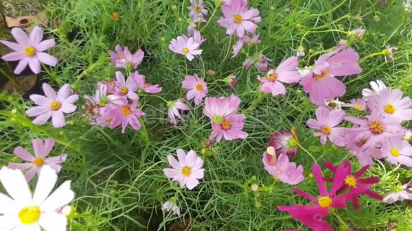 Bright and Beautiful Pink andPurple Cosmos Flowers or Cosmos...
