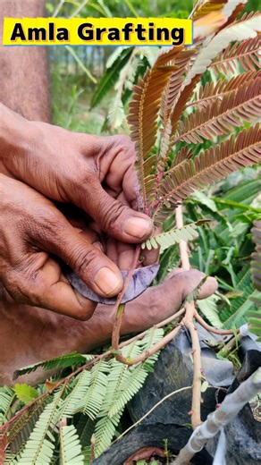 Nursery Farmer Demonstrates Perfect Amla (Gooseberry) Grafting #shorts