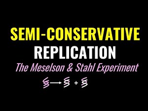 Semi-Conservative Replication, the Molecular Basis of Inheritance: The Meselson and Stahl Experiment