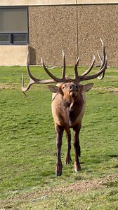 Roundabout taking over the school yard. #photography #wildlife #nature #reels #foryoupageシ #elk #bullelk #Colorado | Good Bull Guided