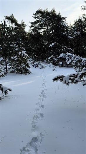 White morning ☺️ #batman #forest