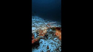 Diver captures moment venomous sea krait swallows giant moray eel whole