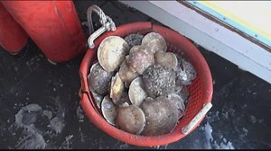 It doesn't get fresher than boat-to-plate scallops