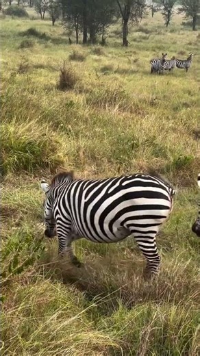 Leopard Hunts Baby Zebra | Brutal Survival in the Wild 🐆🦓 #wildlife #survival