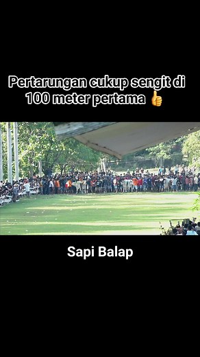 Pertarungan cukup sengit di 100 meter pertama 👍 Sapi Balap #fbpro #fyp #reels #jangkauanluas @sorotan semua orang | Ryan Ahmad