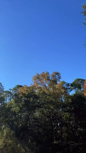 Alligator alert | Stacy A Berry