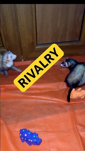 Duopoly