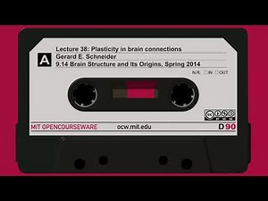 38. Plasticity in brain connections