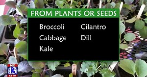 Spring is around the corner; here's what should you be planting right now