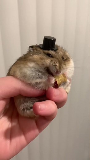 Cute Hamster in a Top Hat: Adorable Moments Captured