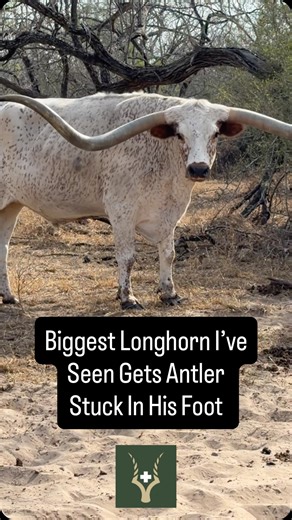I got called out to treat this massive Texas Longhorn Bull with a whitetail deer antler that sticking in and stuck on his foot. This is the biggest Texas Longhorn I’ve seen. The challenge with these gentle giants is their horns are so big they can’t be worked in traditional pens so I often get called to treat them because I can handle them gently without breaking their horns. I was able to get the antler out of his foot, treat him for infection, and give him some medicine for pain. So far, he’s 