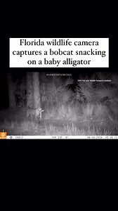 Florida Fish and Wildlife Conservation Commission (FWC) camera recently captured a a bobcat carrying its prize—a small alligator.While it’s not uncommon for bobcats to hunt smaller gators, this is the first time FWC has been able to capture this footage #OnlyinFlorida Via FWC #onlyinfl #floridawildlife #floridawild #bobcats #floridaeverglades #soflorida #florida | Only In Florida