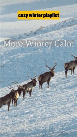 Winter Sounds for Winding Down