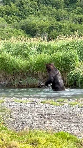 River king, just passing through 🐻✨ #AlaskaUltimateSafaris #bear #bearcountry #wildlife #wildalaska