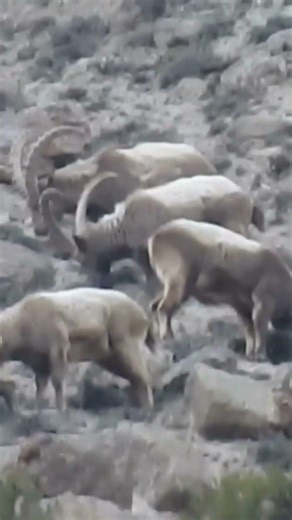 Life on the Edge: Inside the World of the Ibex