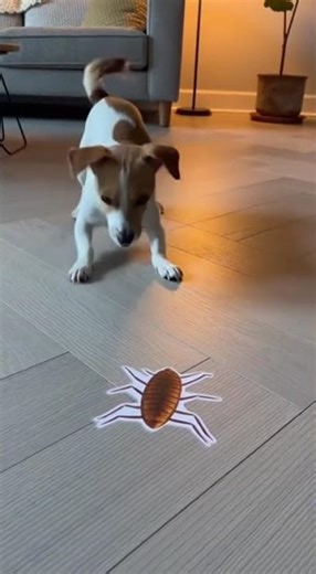Dog Thinks This 3D Cockroach Is REAL 😱🐶 #shorts #youtubeshorts