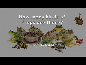 How many kinds of frogs are there?