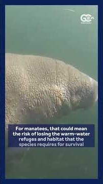 Trump’s Endangered Species Act rollback sparks concerns for Florida manatees