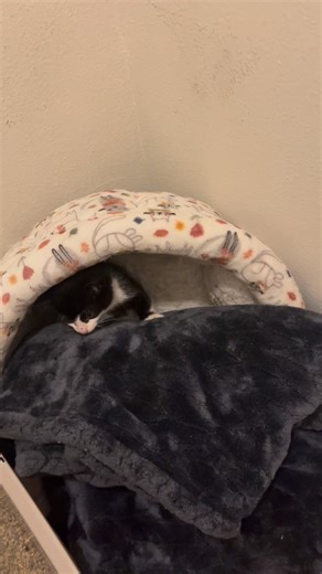 1.3K views · 630 reactions | Brock purring ❤️ #cat #catlife #cats #catlover #cute #viral #catsofinstagram #fyp #catstagram #love | Bruceandbenny | Facebook