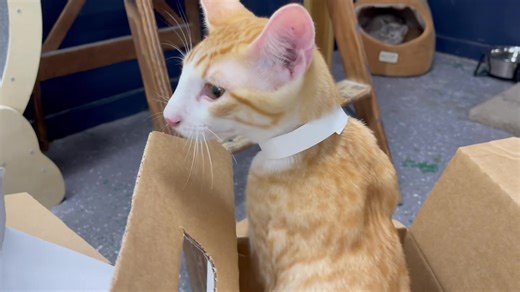 9.5K views · 758 reactions | Happy Caturday, y’all ‍⬛ Please welcome Jess, Schmidt, Nick and Winston to River Kitty! #unboxing #downtownevansville #newgirl #adoptdontshop | River Kitty Cat Cafe | Facebook