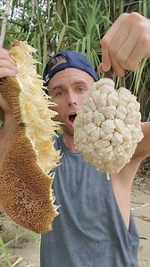 243K views · 29K reactions | Have you ever had Terap Fruit? One of the wierdest and most delicious fruits you will ever taste. | Jeff Juices | Facebook