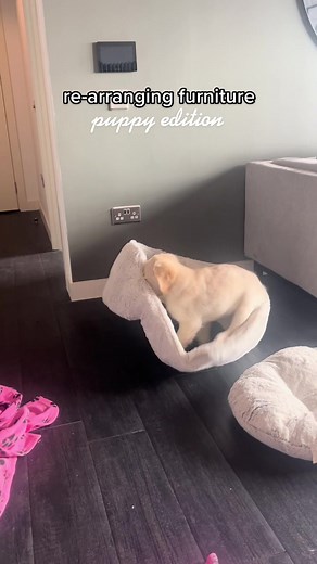 i think this spot is pawfect 👌🏼 #goldenretriever #goldenretrieverlife #puppydog #puppylove #puppytiktok #goldenretrieverpuppy #goldenretrievers #fyp #foryoupage #fyppuppy