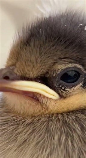 A Tiny Baby Bird Fell Outside Their Window… What Happened Next ❤️