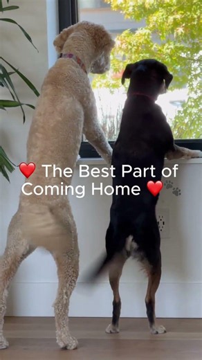 The Best Part of Coming Home ❤️🐾