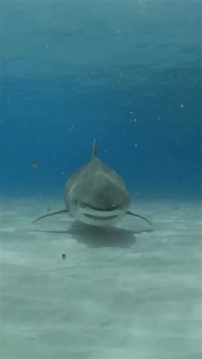 While revisiting stories for my new book Reverence, I was reminded of a moment with a 14ft, beautiful tiger shark who came in close during a dive. At first, I thought she would turn away, but something in the mechanism of my camera housing caught her attention. Curious, she gave it a tentative bump, the sensory organs on her snout clearly detecting something I couldn’t. Once she realized that the whirring, clicking object behind the glass wasn’t worth her time, she moved on. Reliving these intim