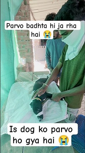 Parvo ke cases abhi bhi badh rhe hai 🚨 | #shorts