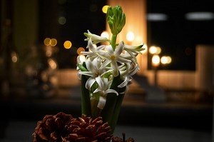 Jacinthe de Noël : comment forcer son bulbe à fleurir en hiver ?