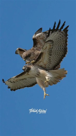 High-Flying Hitchhiker 🦅💨 ....#birdsofprey #redtailedhawk #hawk #matingritual
