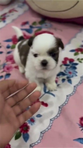 “Our Shih Tzu Puppies Are 28 Days Old 🐶 Help Us Name Them! (Male & Female)”