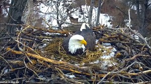 DNR: EagleCam egg broke in the nest