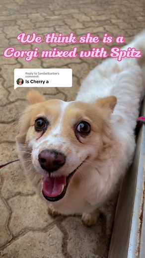 Discovering Our Dog's Breed Mix: Corgi and Papillon