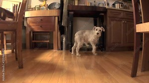 Dog cowering, dog afraid, dog crouching, scared, moves away.