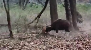 150K views · 526 reactions | Here's a natural history moment where the Tiger has locked its Jaws on a calf and the mother tries to free it but accidentally hits the calf instead. | Save the Tiger | Facebook
