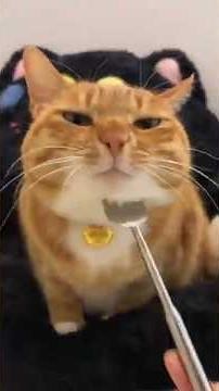 This Cat Goes Totally Insane For Scratches 😂