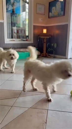 Patsy and Edina are on their way HOME ✈️ After a long and emotional journey, these two beautiful girls are finally en route to our incredible partner BARC's Rescue in Alberta, Canada. Patsy and Edina’s story began in heartbreaking conditions — trapped in tiny bird cages outside a pet store in Alexandria, Egypt, with no food, no water, and no protection from the scorching sun. They had no space to move, no comfort, and no care. But look at them now… Today, they are healthy, joyful, and full of lo