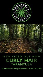 I just uploaded a new video in my tarantula documentary series! Curly Hair Tarantula: Nature's Masterpiece of Adaptation watch the NEW video here: https://youtu.be/JQL24JgSByg | The Tarantula Collective