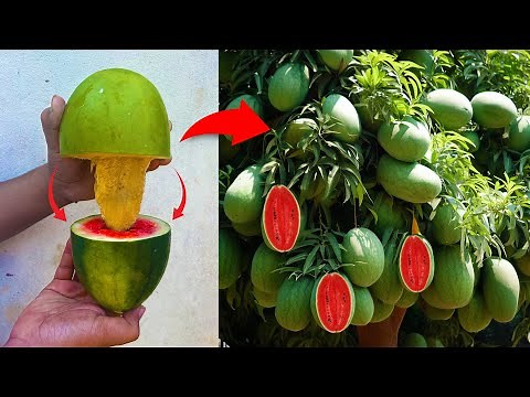 Grafting mango tree with watermelon yields a lot of fruit